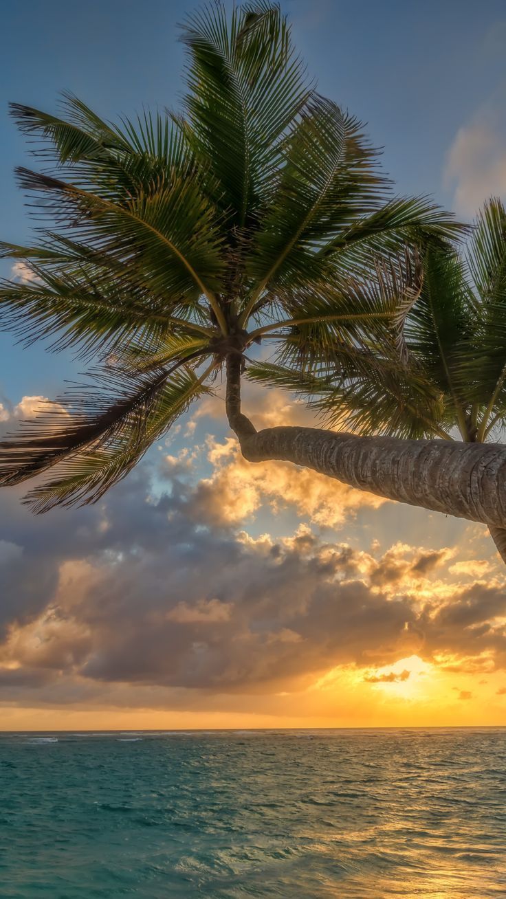 Fondo de pantalla de  736x1308