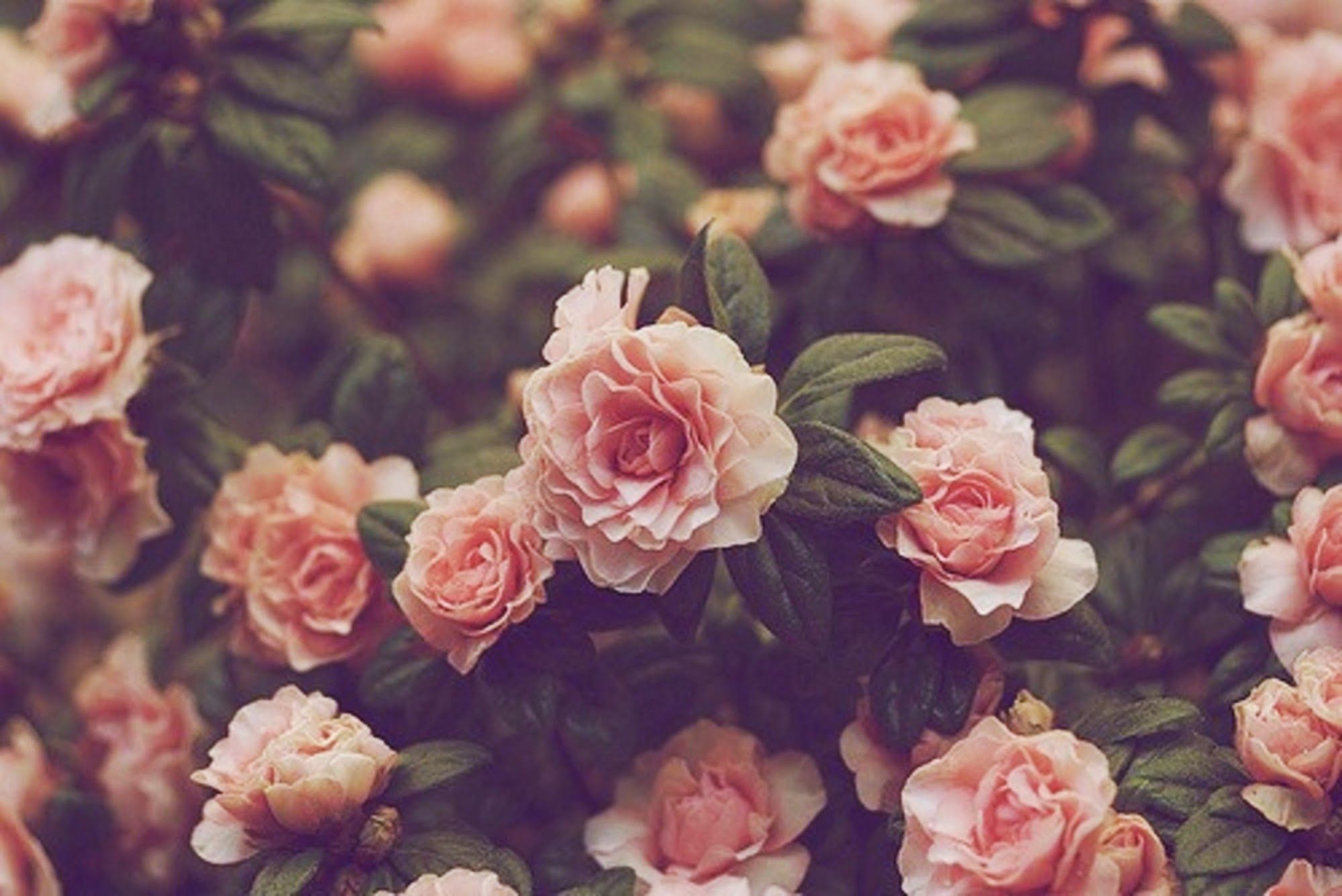 Fondos de flores vintage (27+)