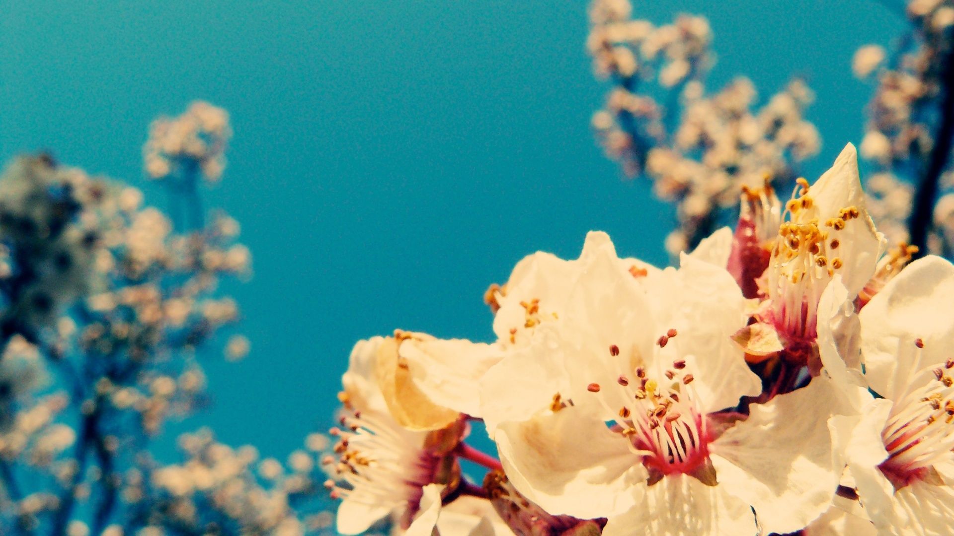Imagen para Vintage Flower HD Wallpaper Desktop | F L O R A L
