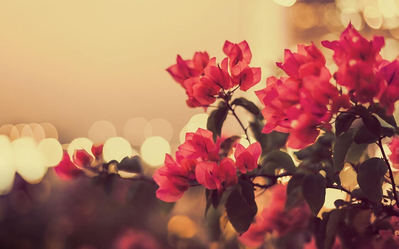 Vintage Flowers Wallpapers