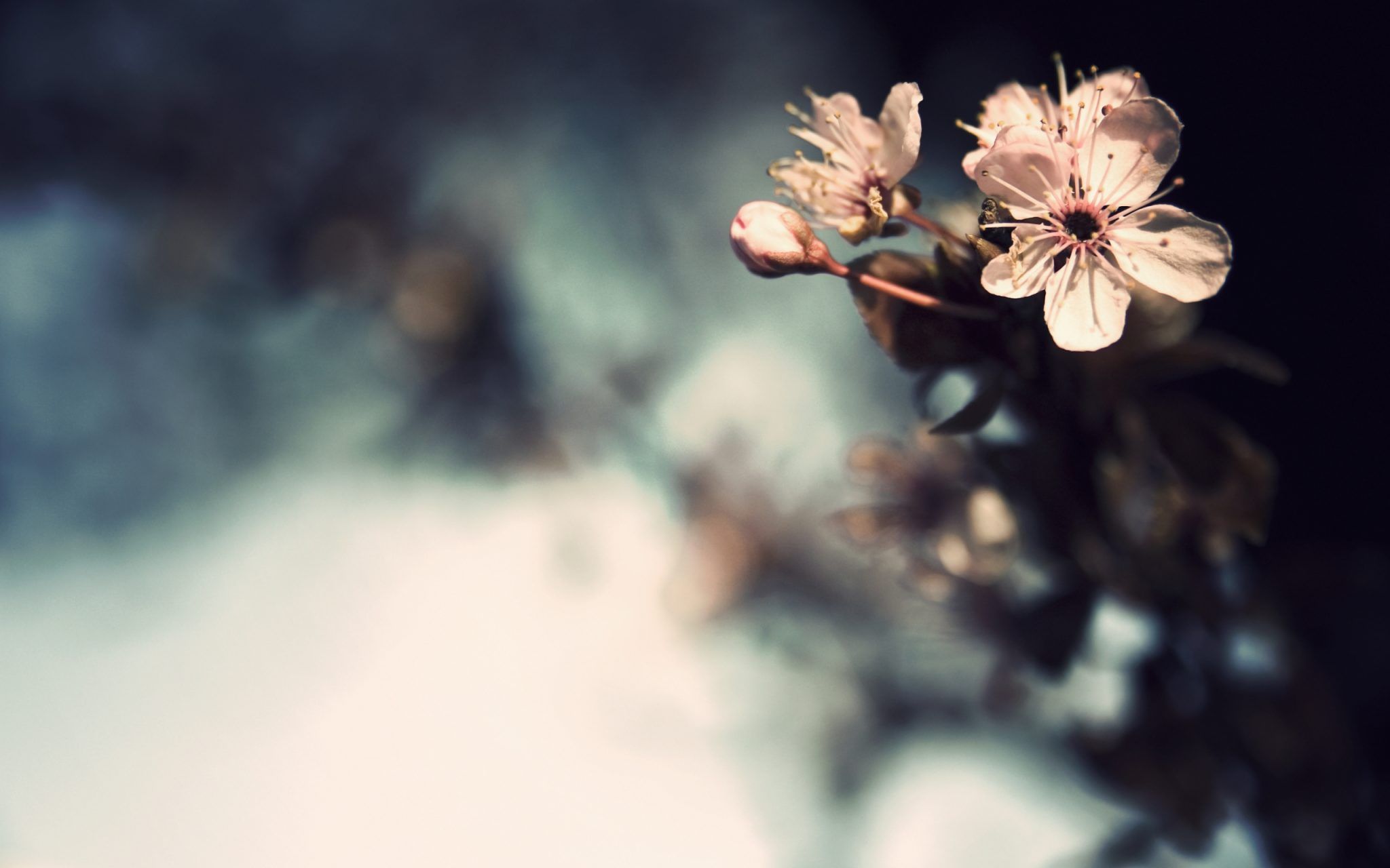 68297690-vintage-flowers-wallpapers | Vana Tisanes