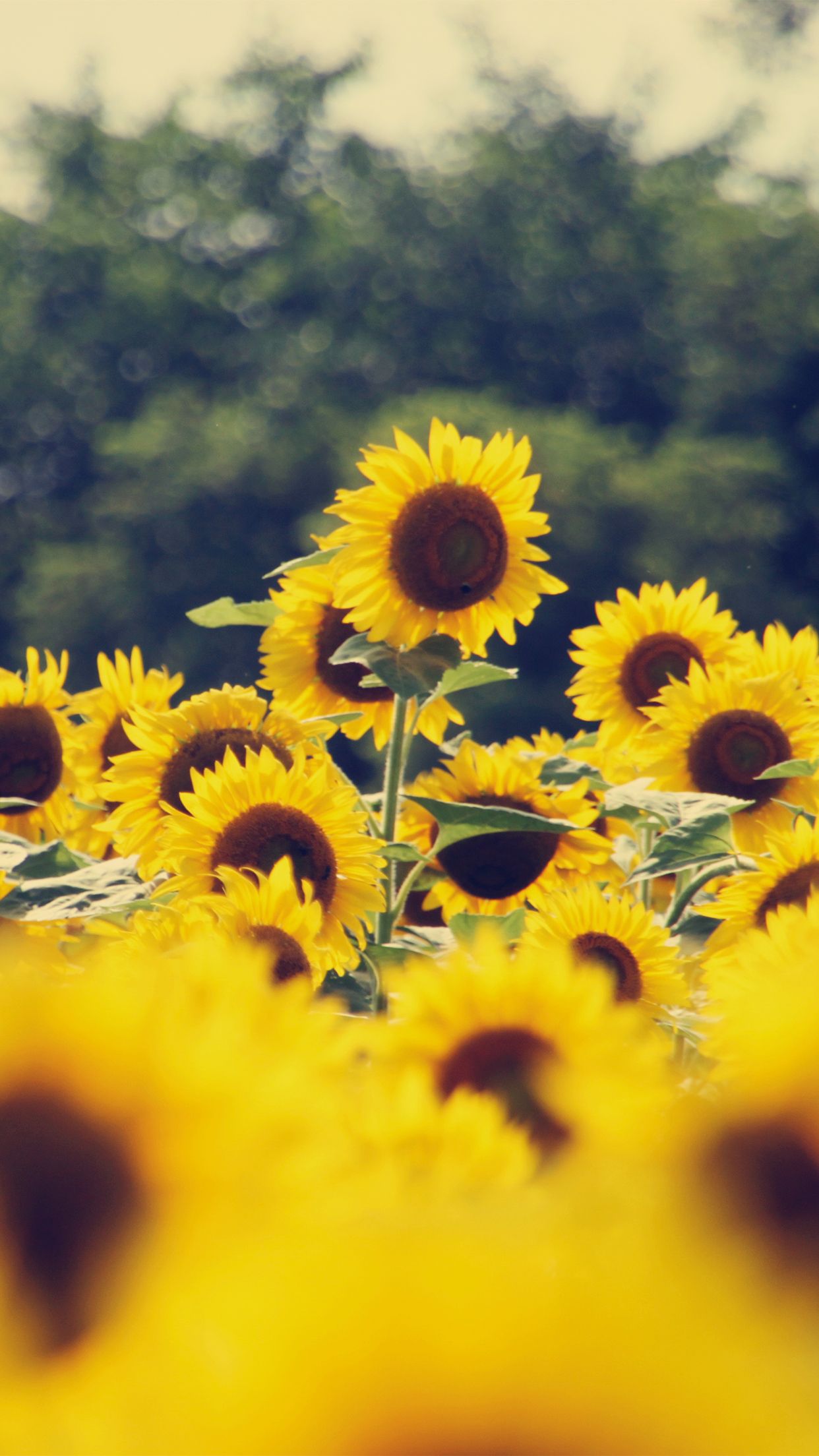 Vintage Flower Wallpaper para iPhone X, 8, 7, 6 - Descarga gratuita en