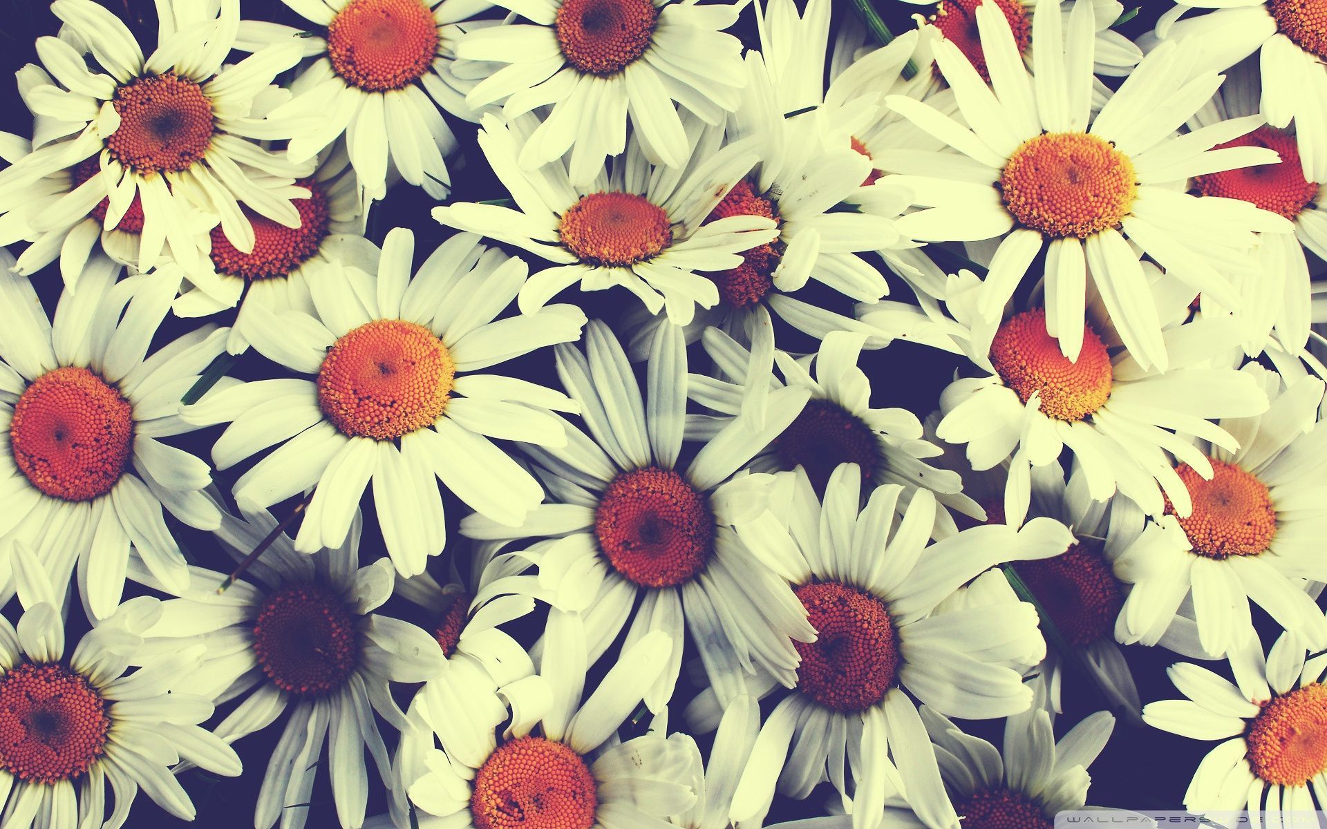 Vintage Flower Wallpaper - Fondos de escritorio Flores Vintage