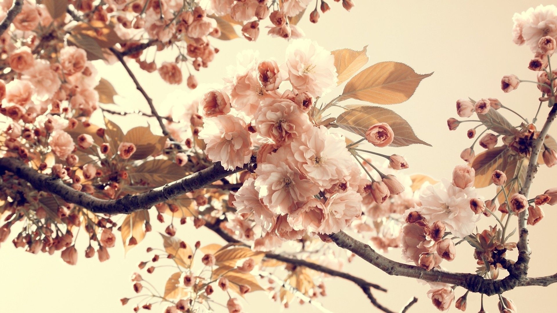 Fondos de fotografía vintage | Fondo de flores vintage HD