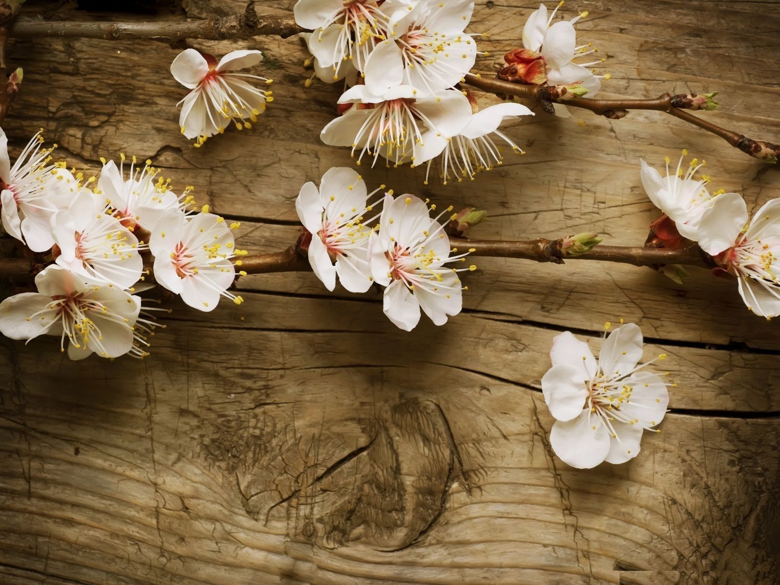 Ideas sobre fondos de pantalla florales vintage en Pinterest 1920 × 1200 Vintage