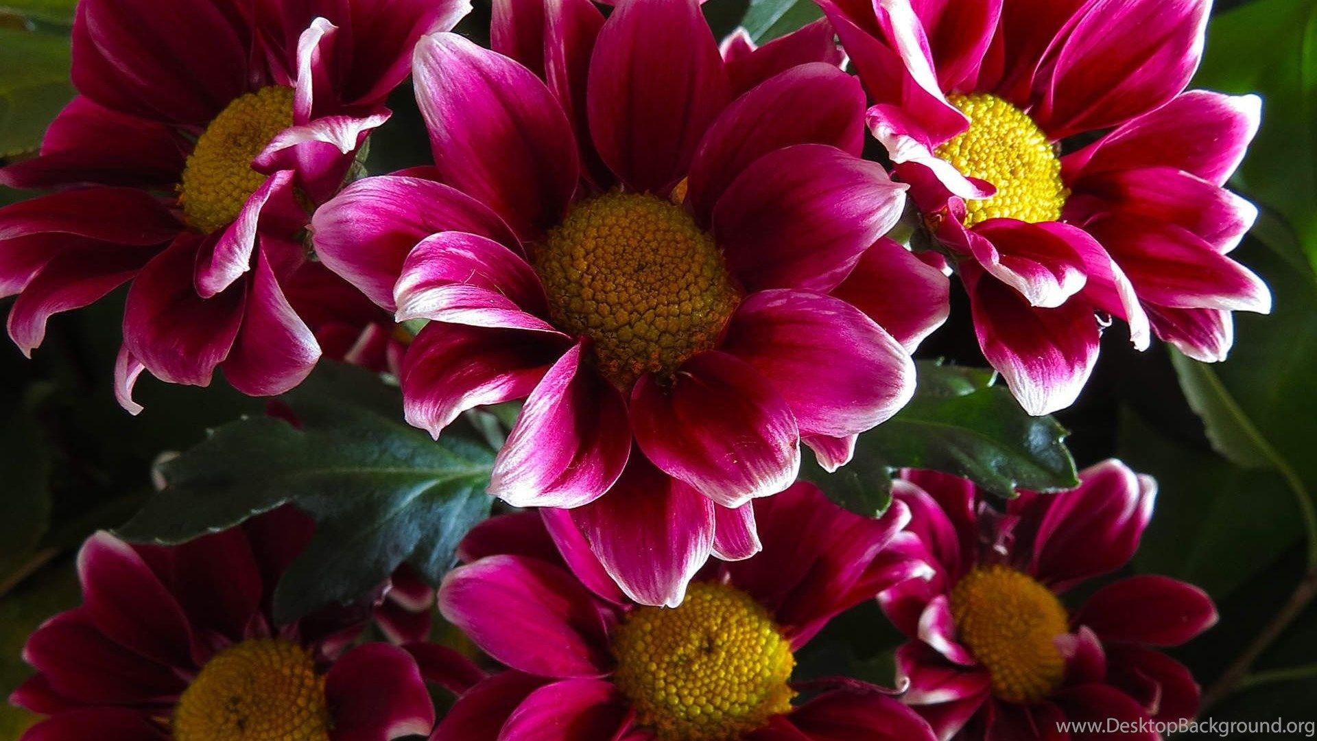 Vintage Flowers Wallpapers HD Wallpaper Fondos de su elección
