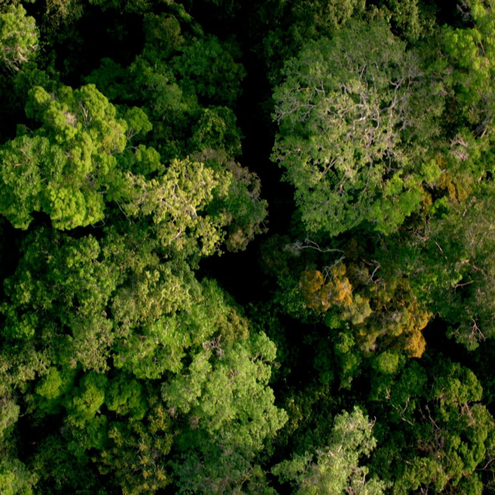 Fondo de pantalla de  1600x1600