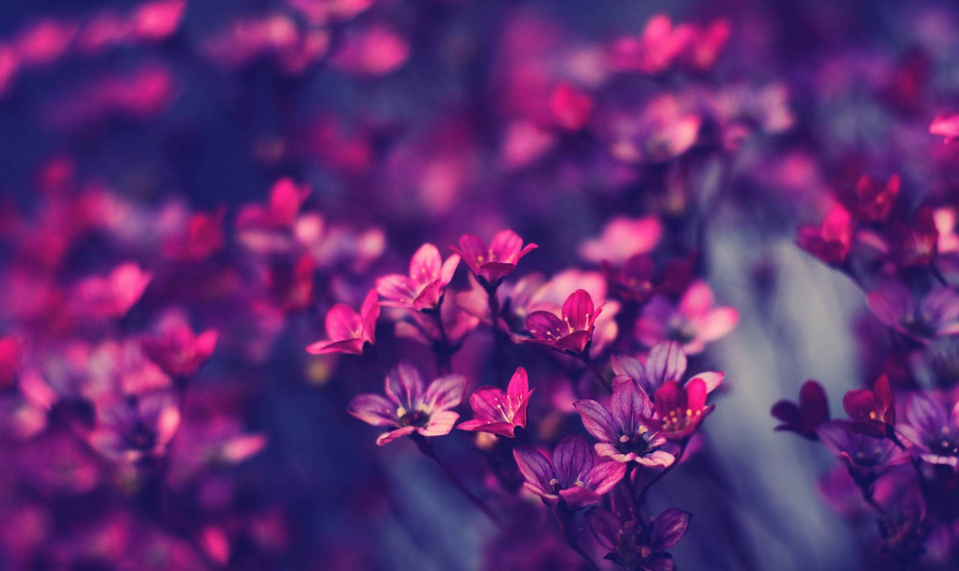 Vintage Flowers Wallpaper (68+ fotos)