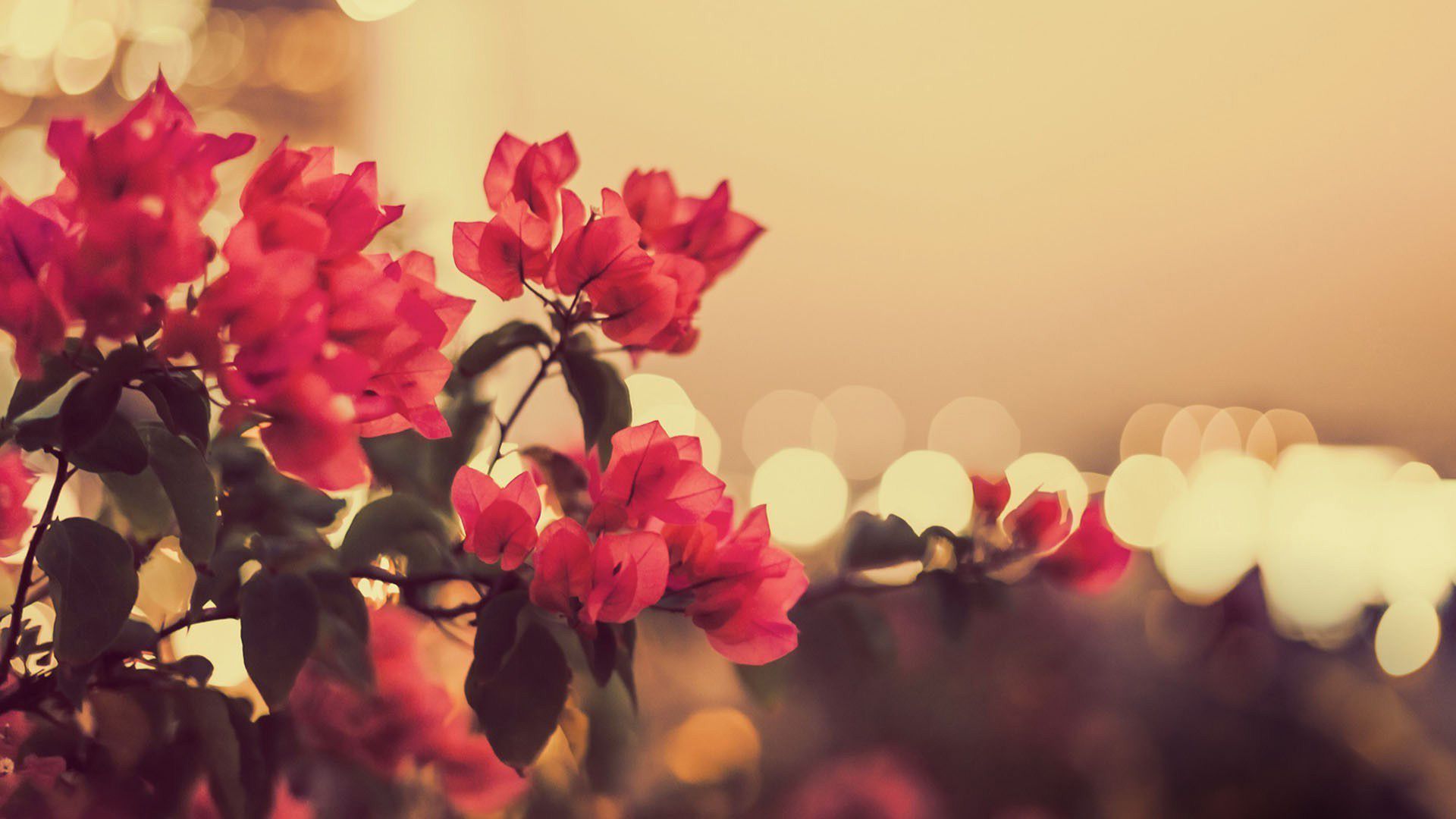 Fondos de flores Fondos de flores Hd - Escritorio de computadora vintage