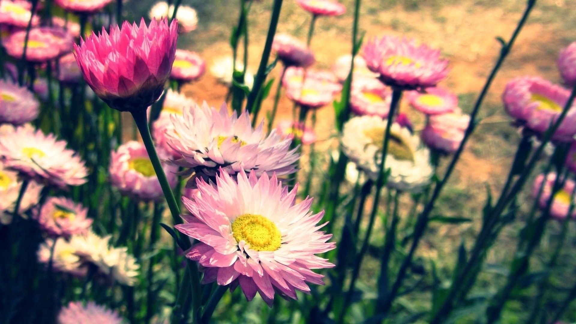 Lovely Vintage Flowers Wallpaper HD Fondos de pantalla gratis