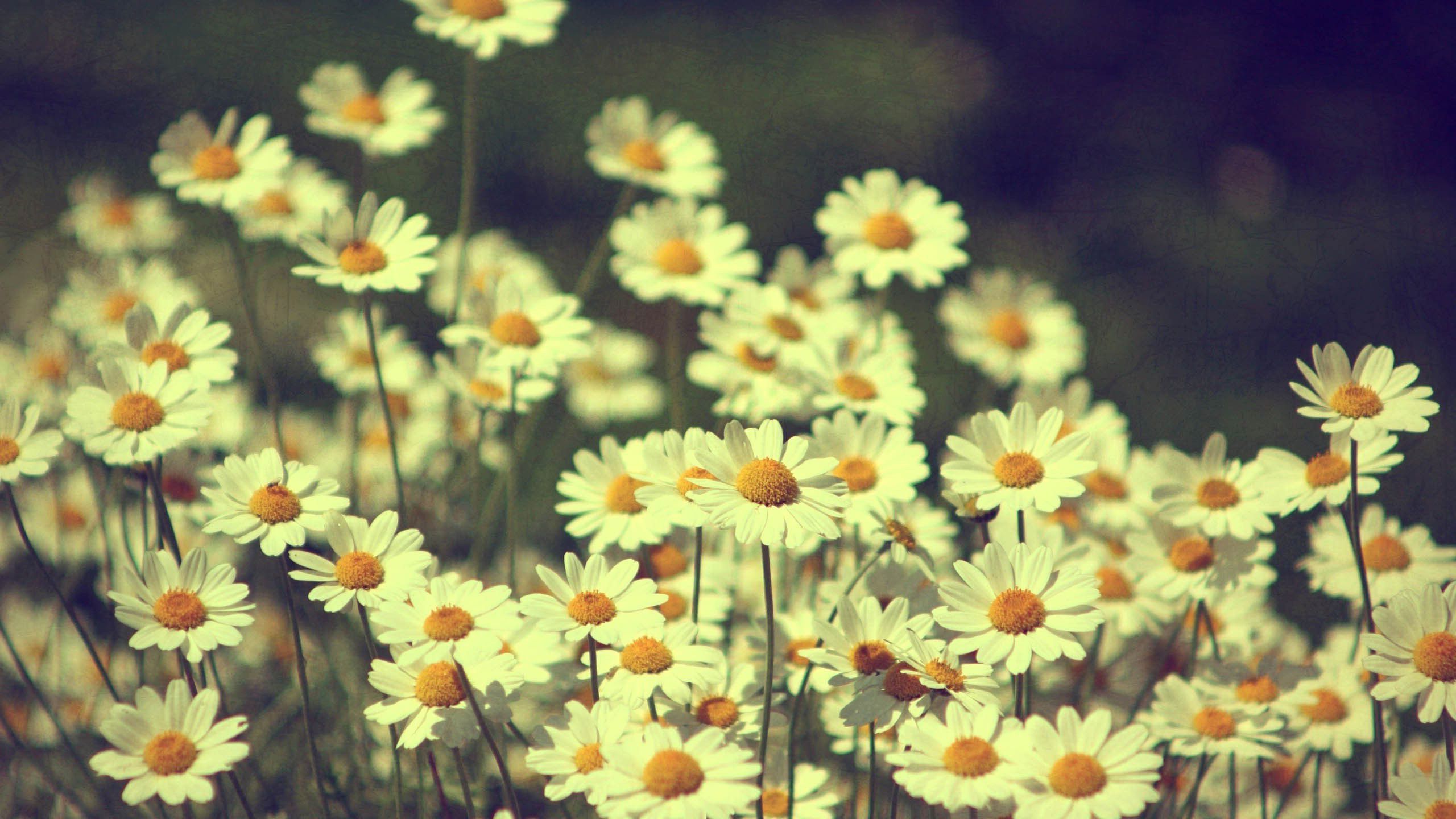 Vintage Flowers Free HD Wallpapers Imágenes Fondos