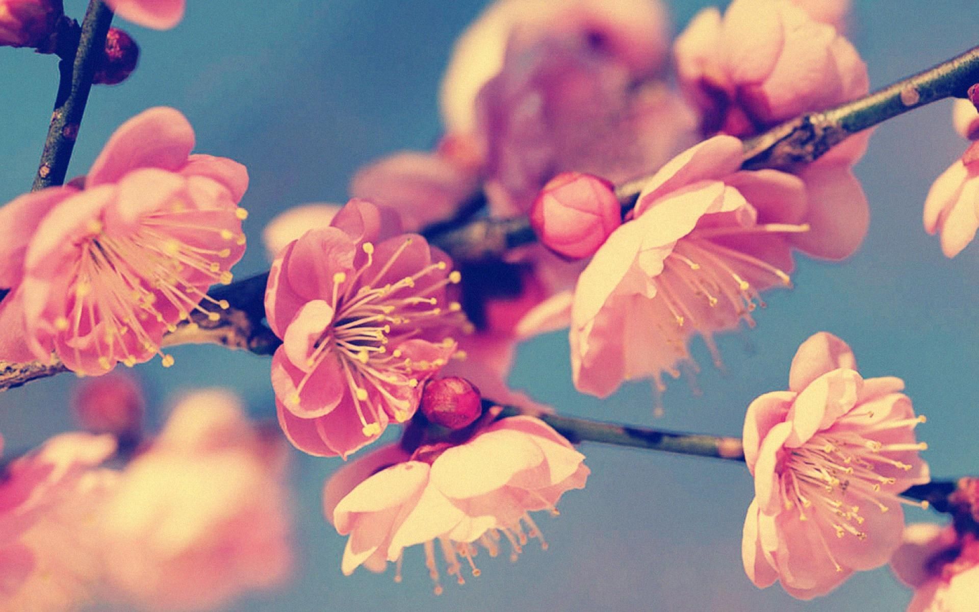 468471 1920x1200 vintage flor fondos de pantalla fondos hd | Otros