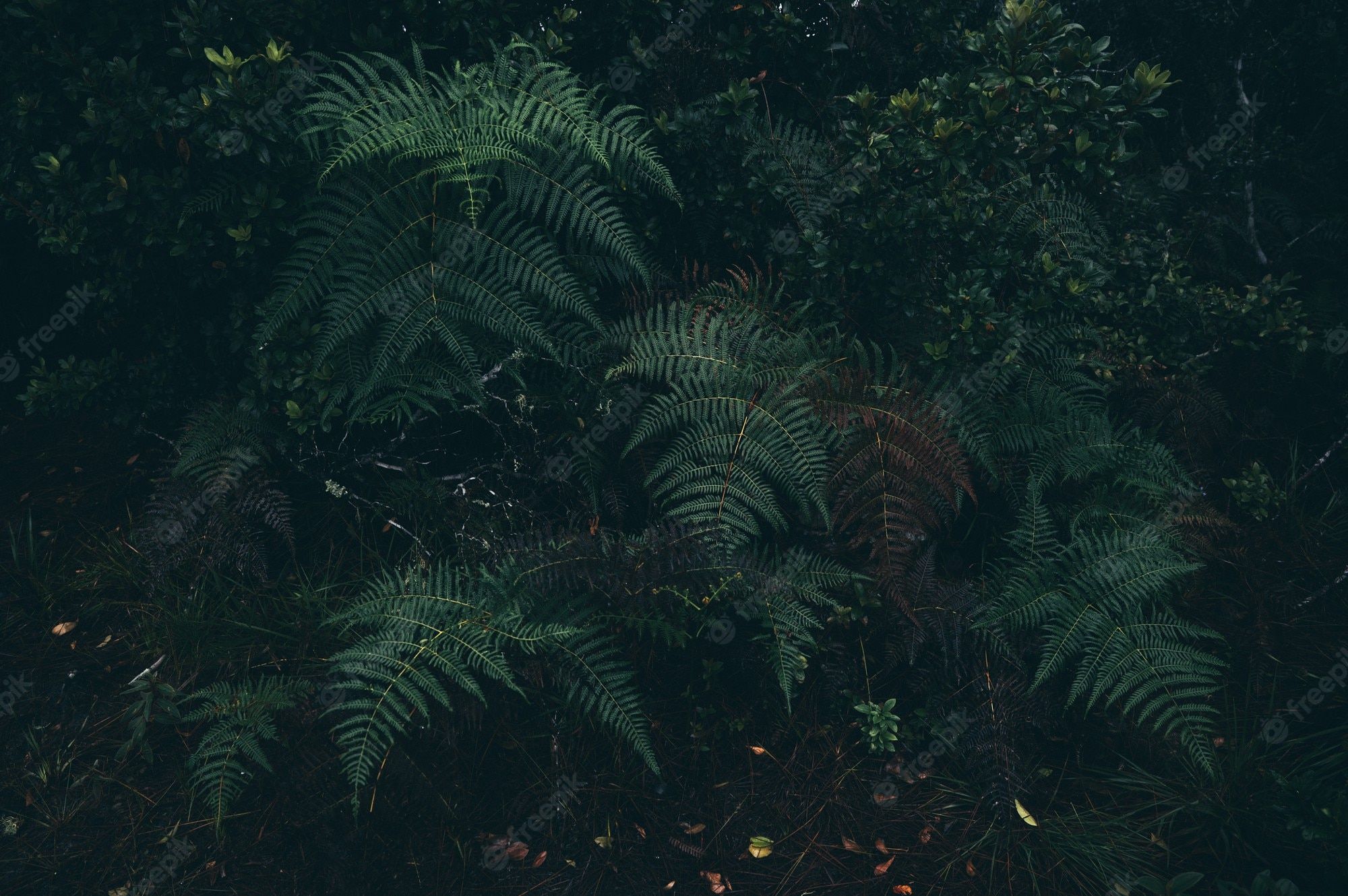 Fondo de pantalla de  2000x1330