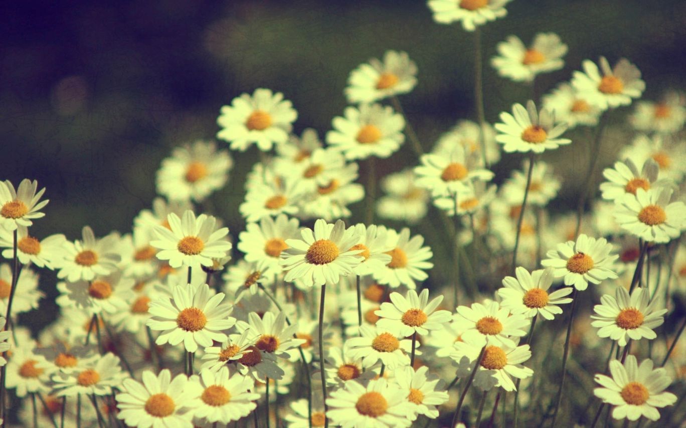Vintage Tumblr Flower Wallpaper - fondo de pantalla