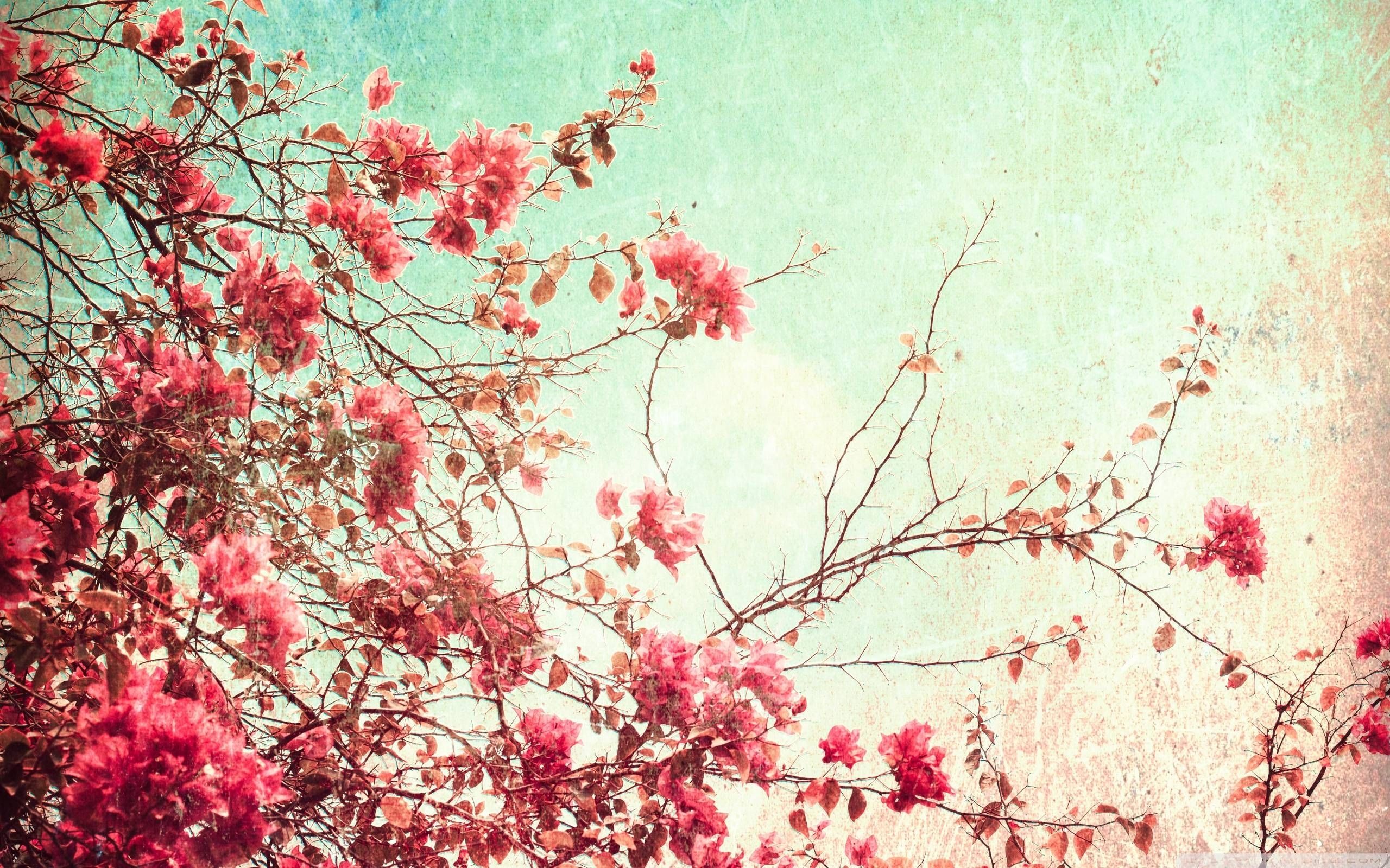 10 Fondos de escritorio más populares Flores Vintage FULL HD 1920 × 1080