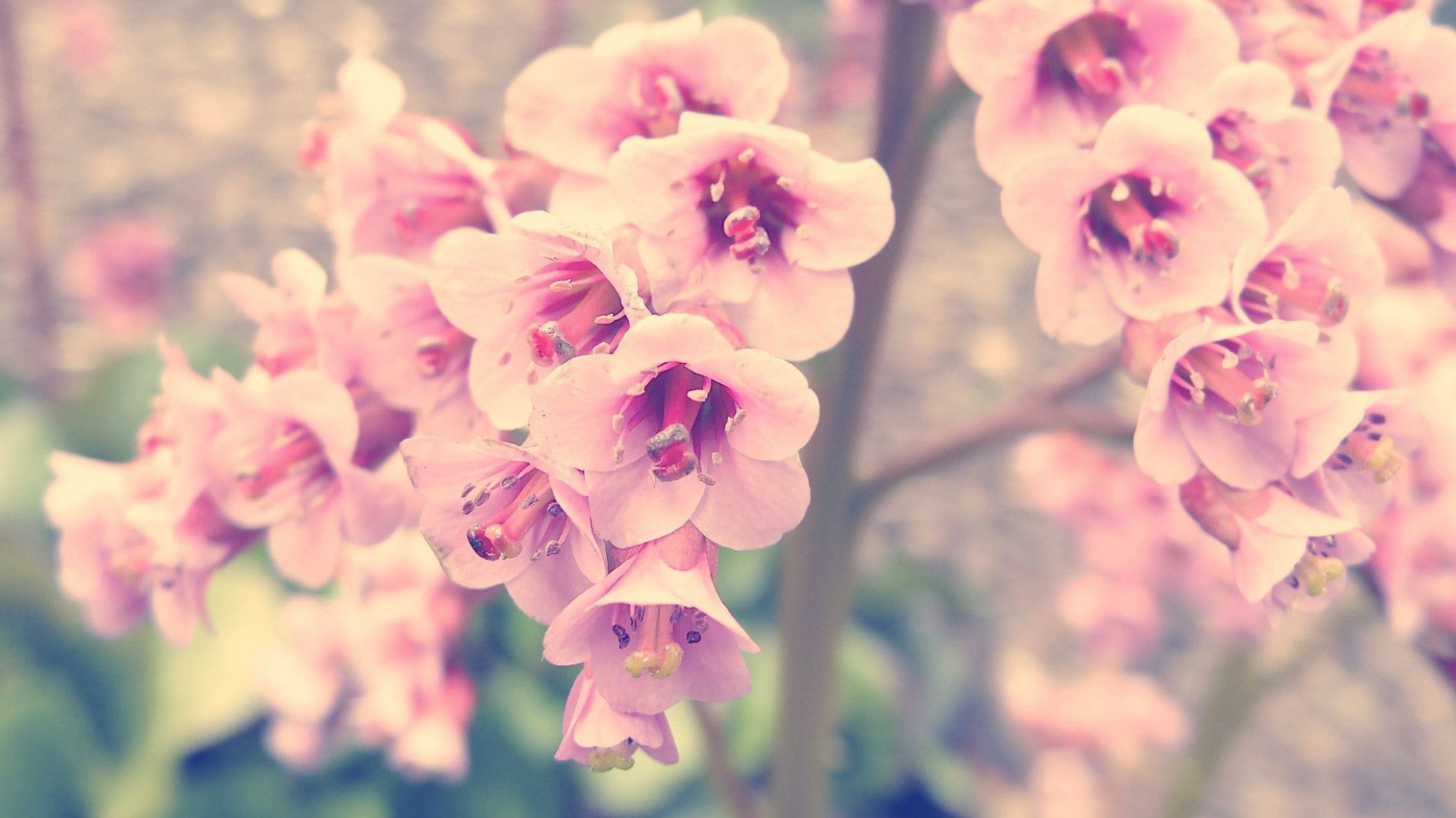 Vintage Flores Fondos de pantalla Imágenes Fotos Imágenes Fondos