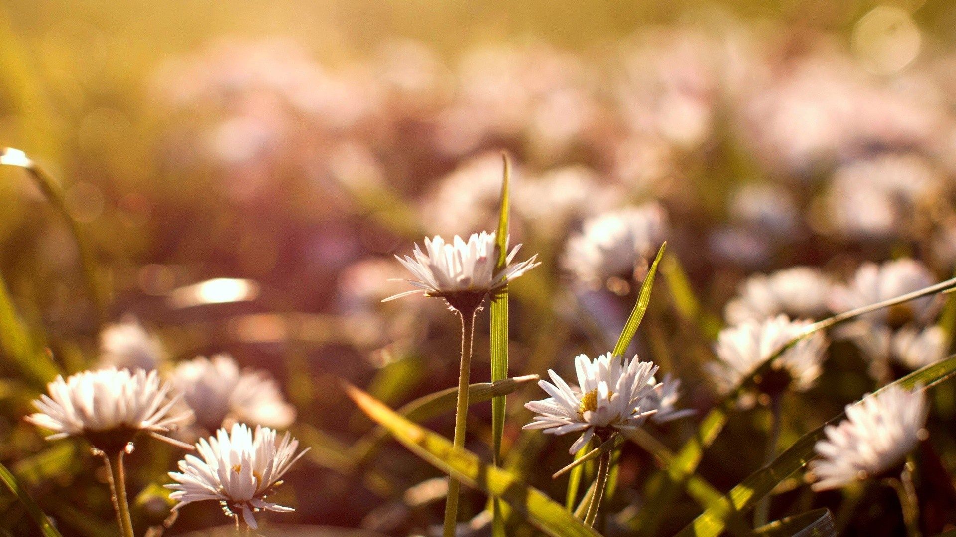 Wallpaer Zip Flores vintage 1920x1080 Fondo de pantalla 1920x1080 | Gratis