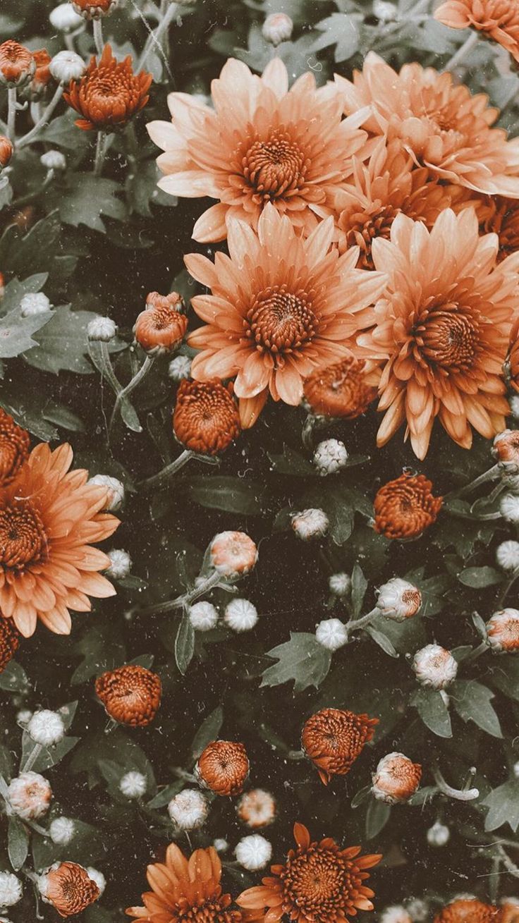 Nature Wallpaper: Fondo de pantalla | Flores | Vintage - Fondos de pantalla móviles