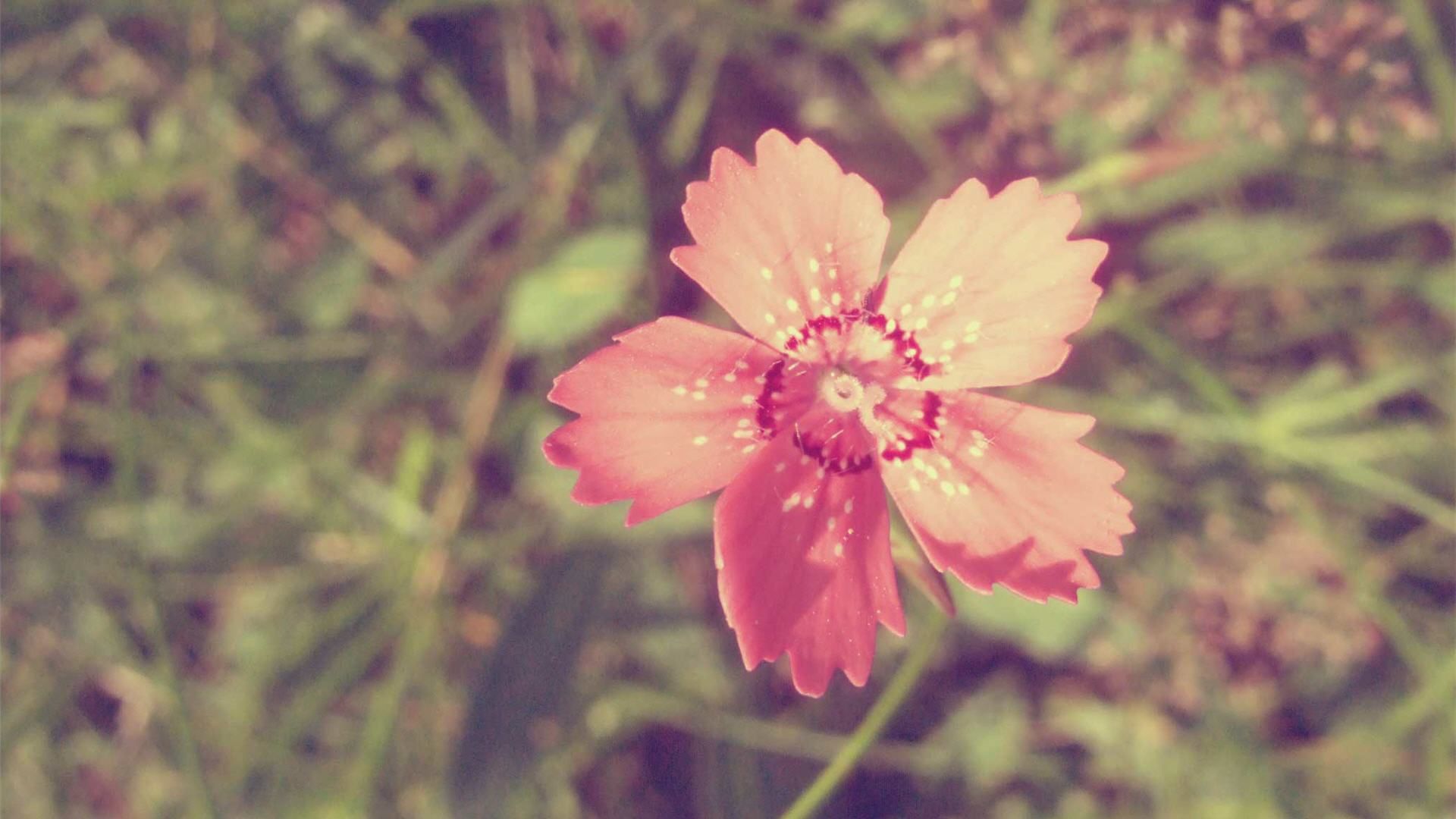 HD Fondos de flores vintage | Descargar gratis - 913137