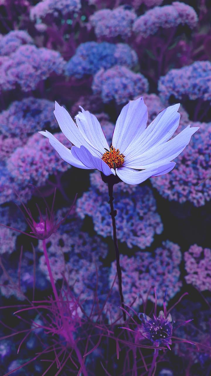 Tumblr Wallpapers Purple