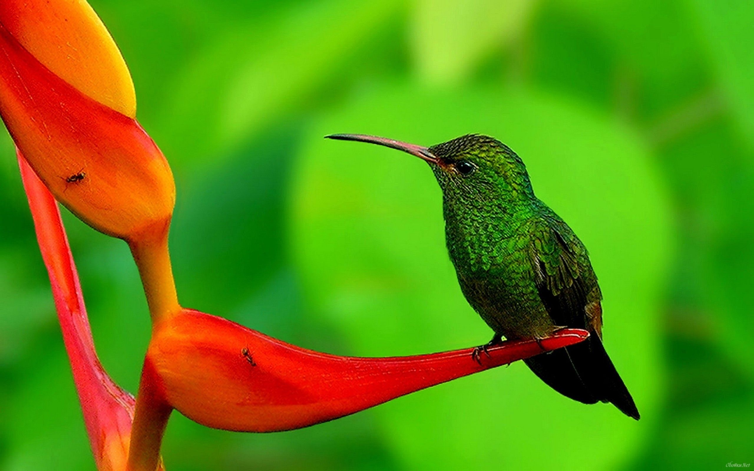 Fondo de pantalla de  2560x1600