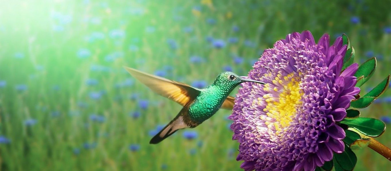 Fondo de pantalla de  1365x600