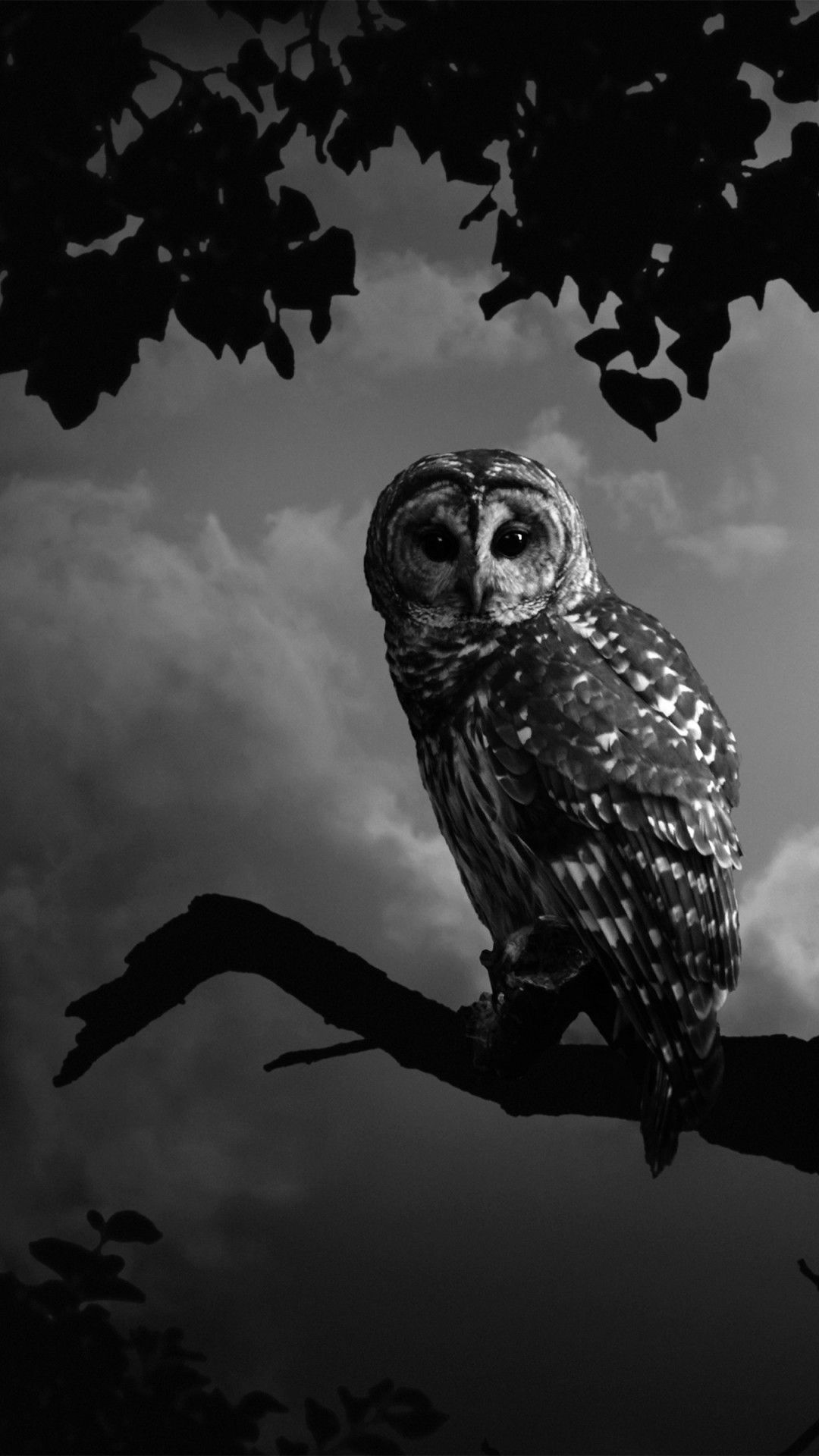 Más de 76 fondos de pantalla de Owl Iphone