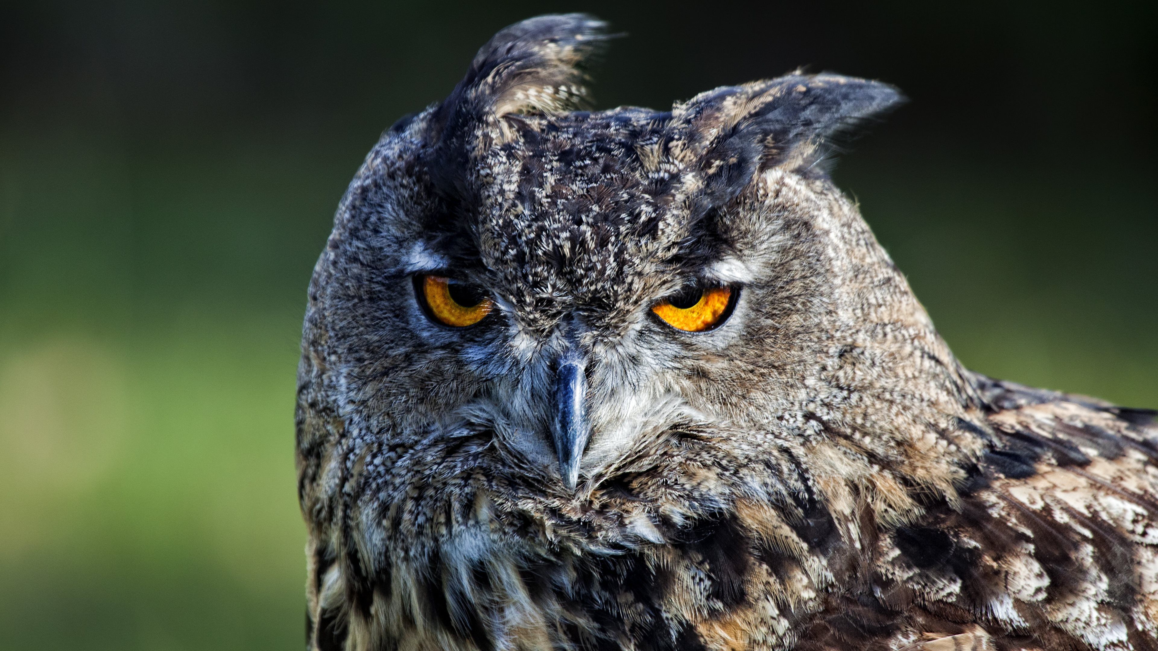 792 Owl Fondos de pantalla HD | Imágenes de fondo