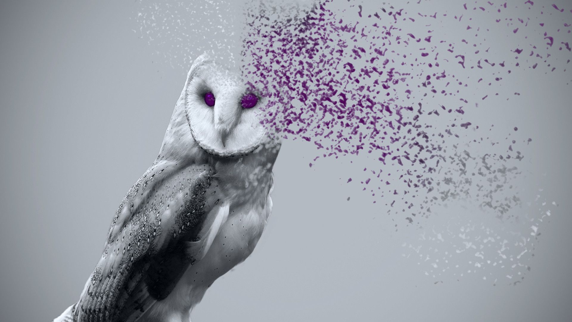 Más de 71 fondos de pantalla de Cute Owl
