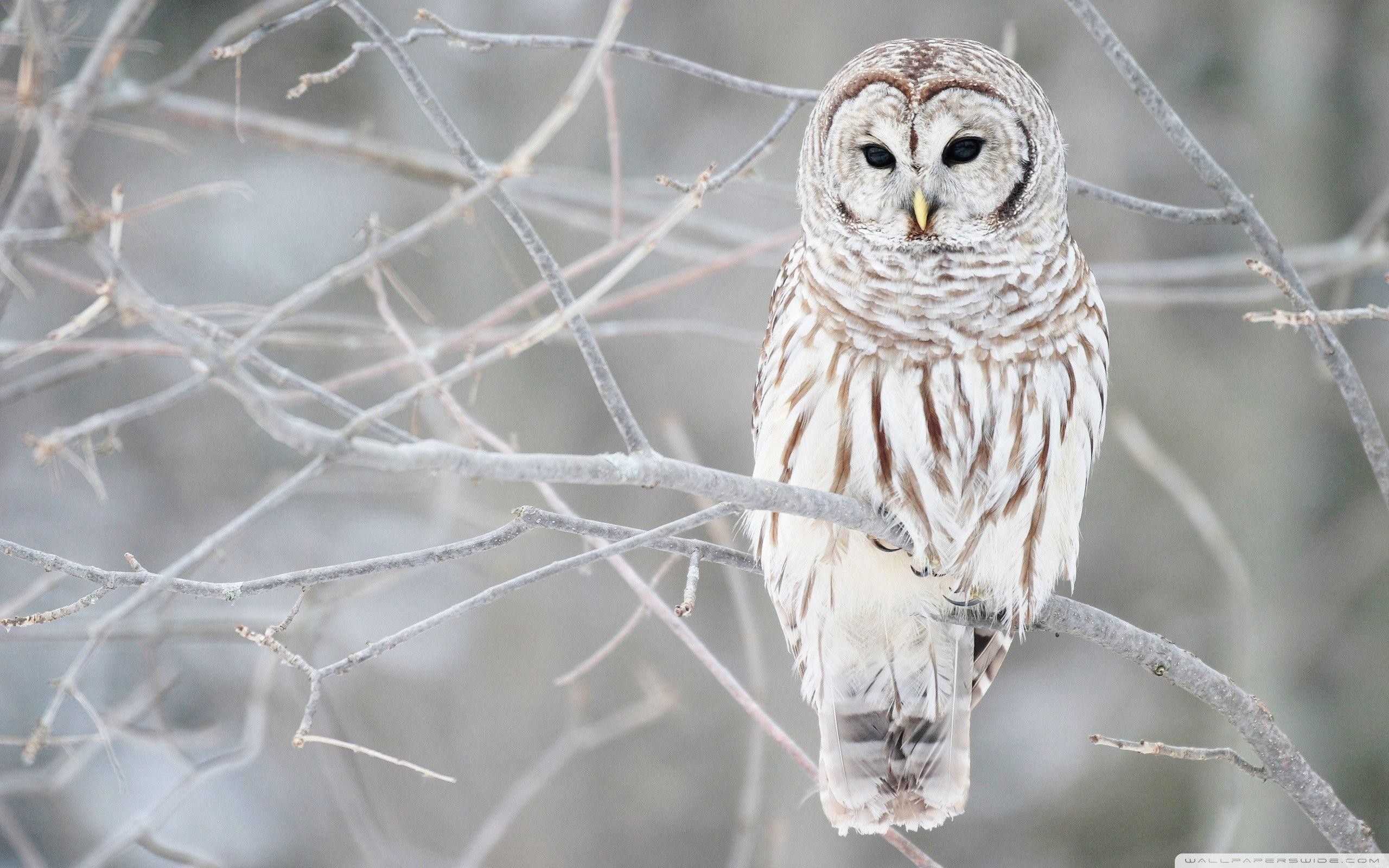 Owl Wallpapers 10803 - Unity Pixel