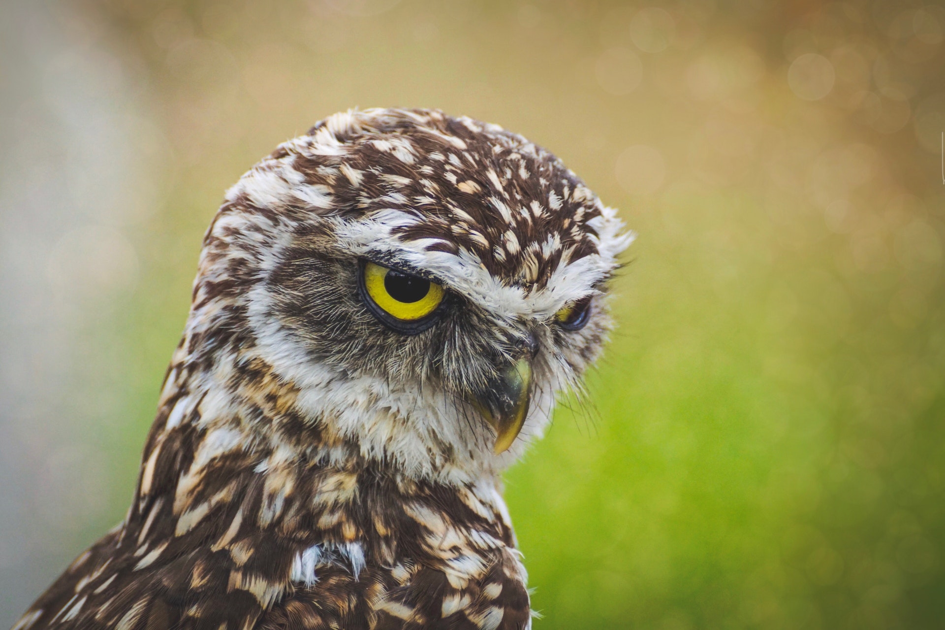 20 Owl Wallpapers HD gratis para descargar