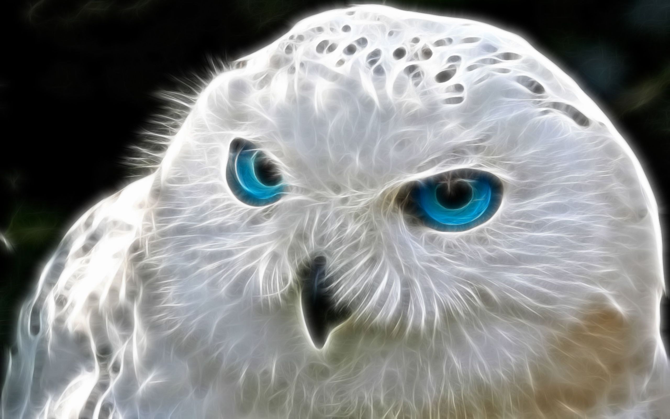 792 Owl Fondos de pantalla HD | Imágenes de fondo