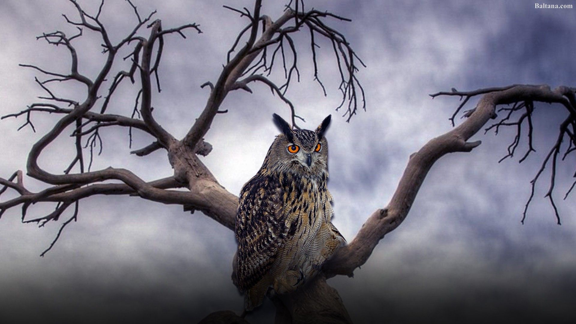 Owl Wallpaper - Old Tree Hd (# 310849) - Descargar fondo de pantalla HD