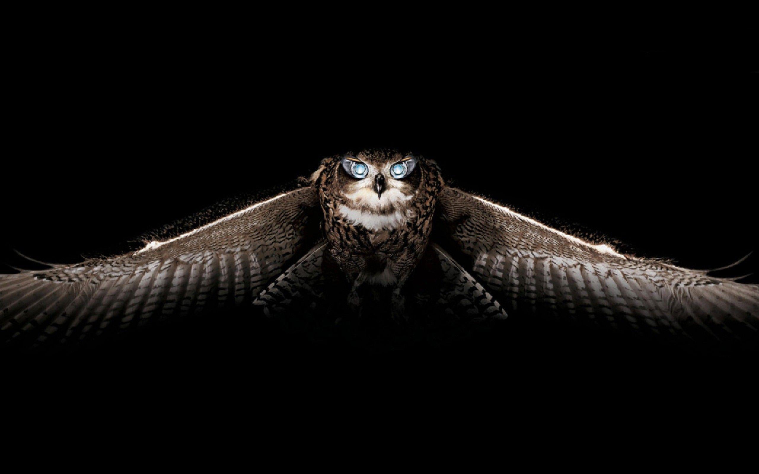 Owl Wallpapers
