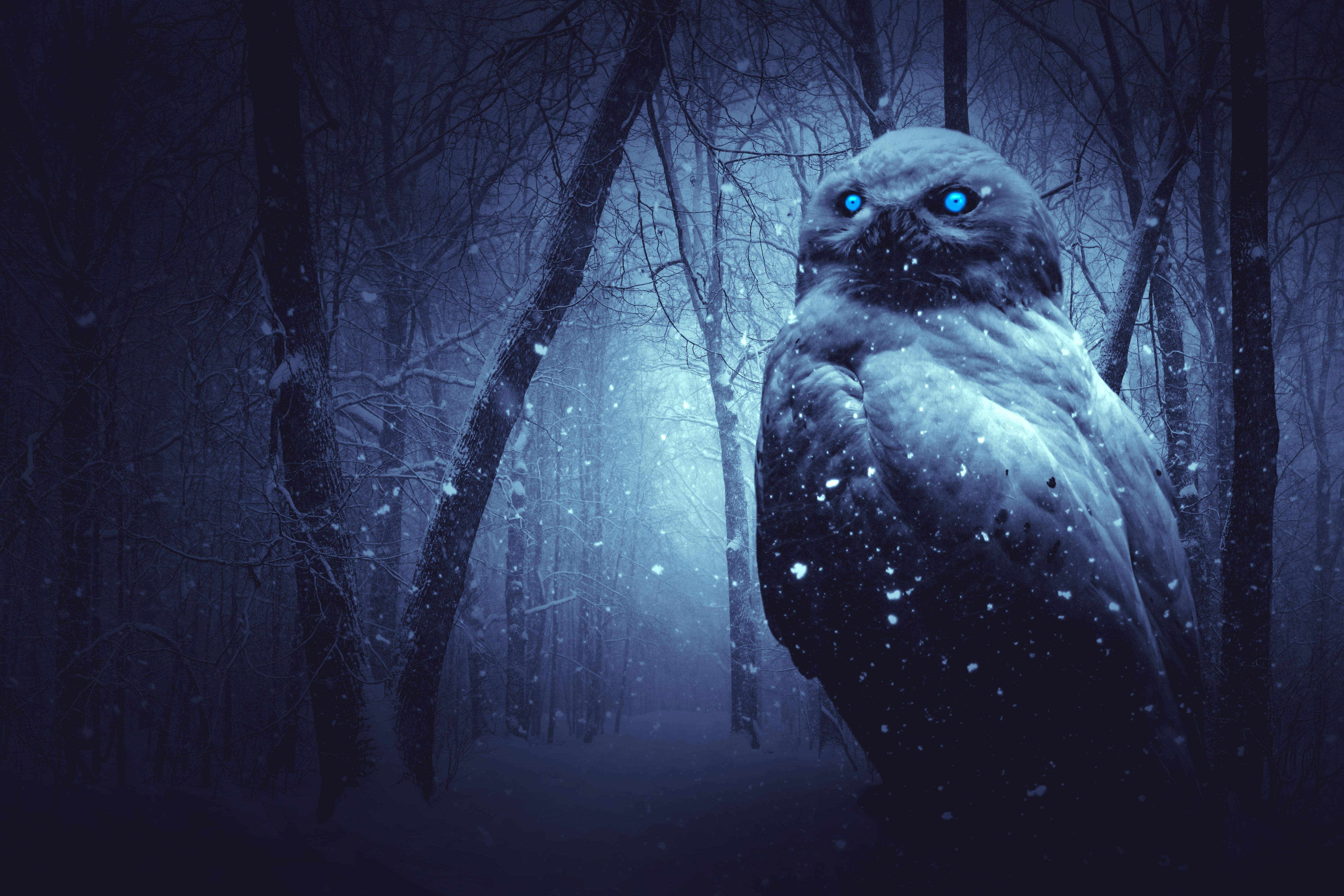Fantasy Owl Wallpapers e imágenes de fondo - stmed.net