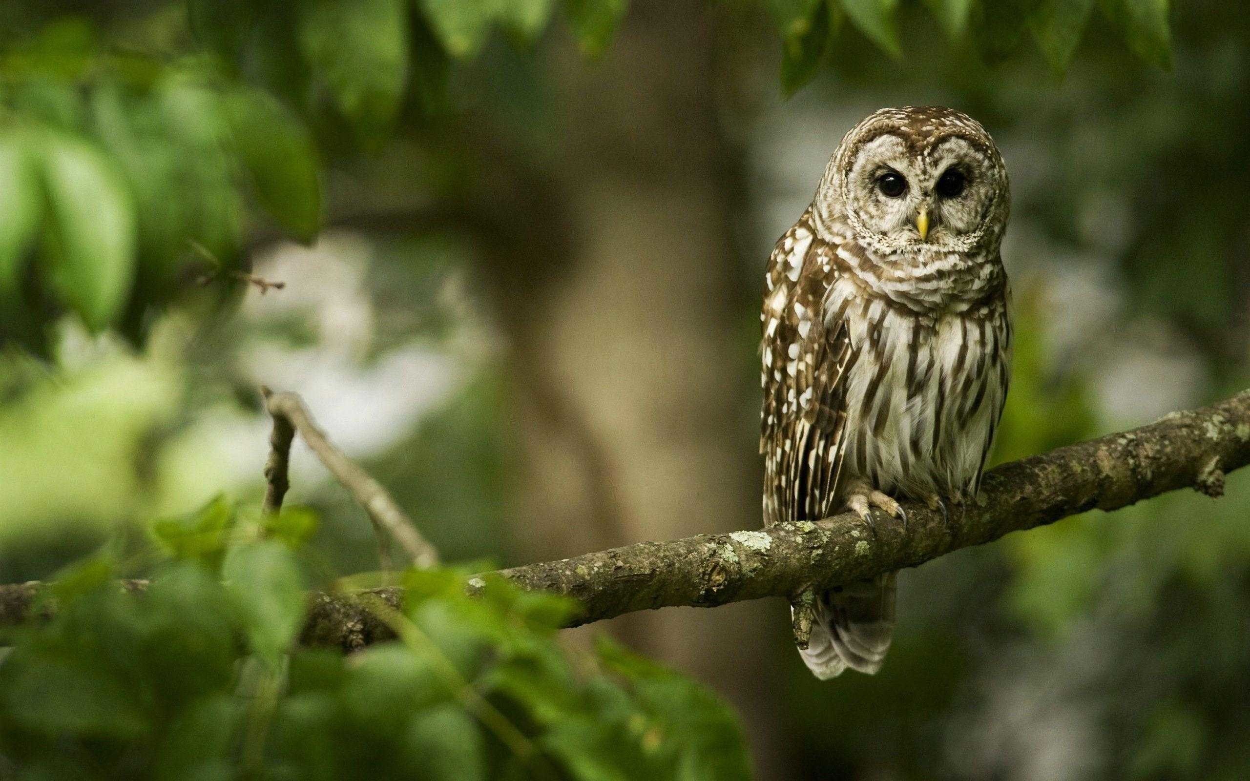 Más de 71 fondos de pantalla de Cute Owl