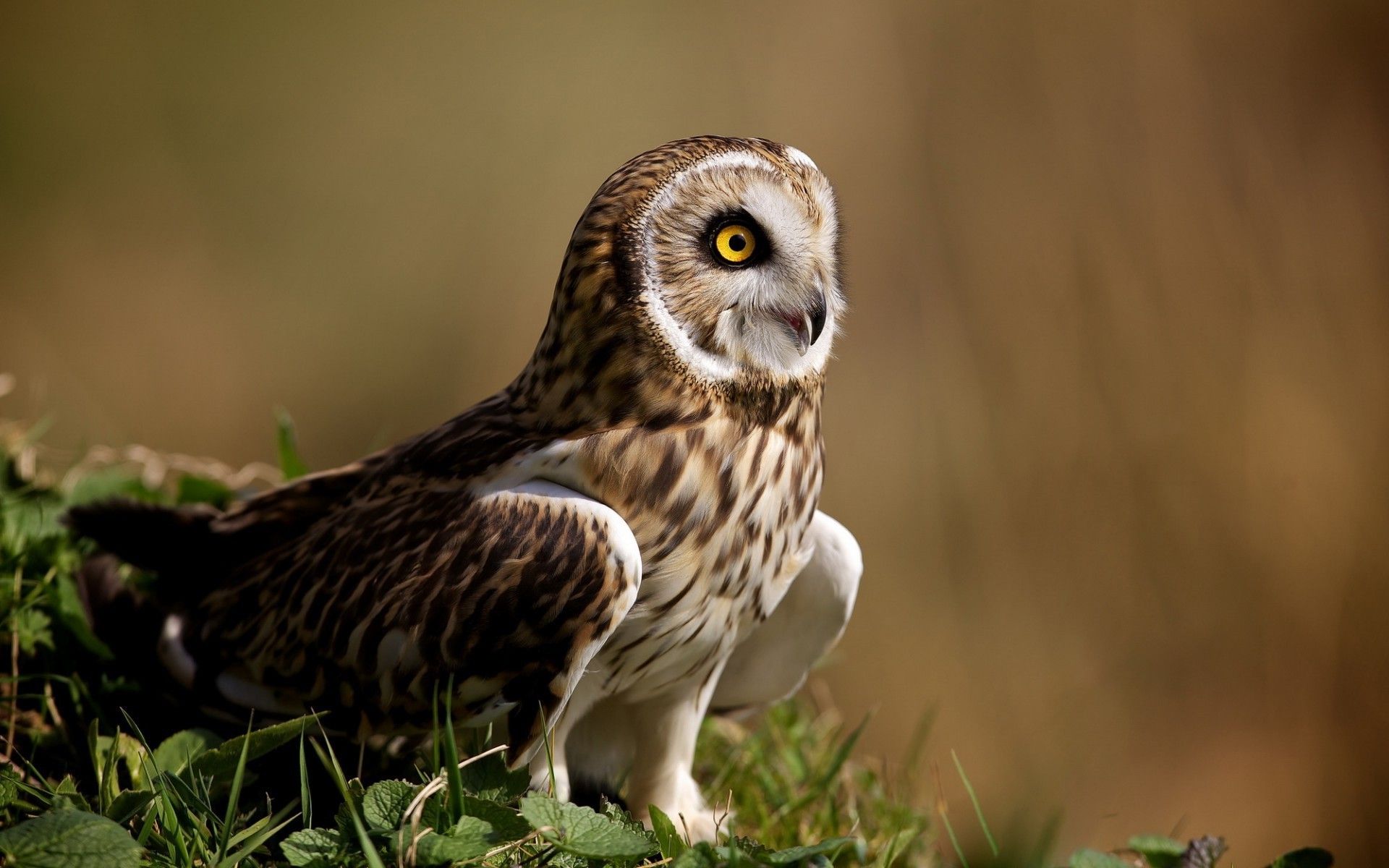 2814935 1920x1200 naturaleza animales pájaros búho fondo de pantalla