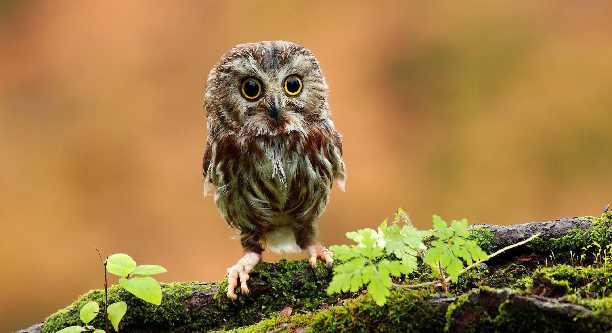 Owl Wallpapers Hq