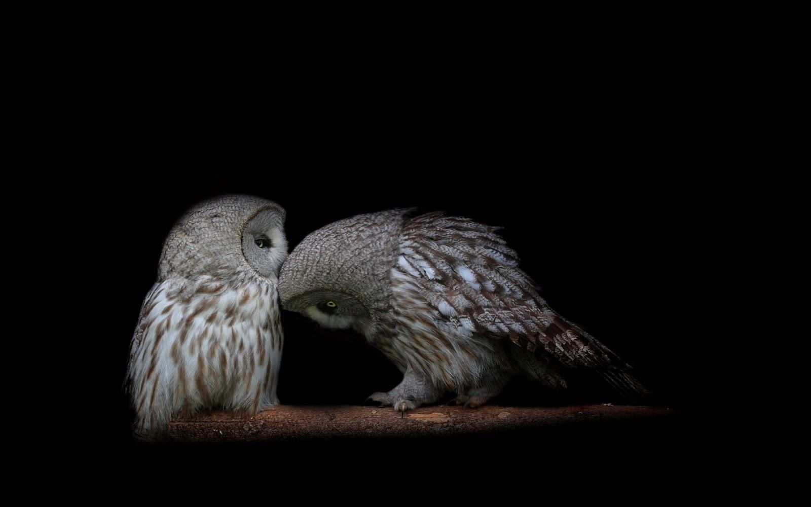 HD Animal Wallpapers: HD Owl Wallpapers Owl Pictures