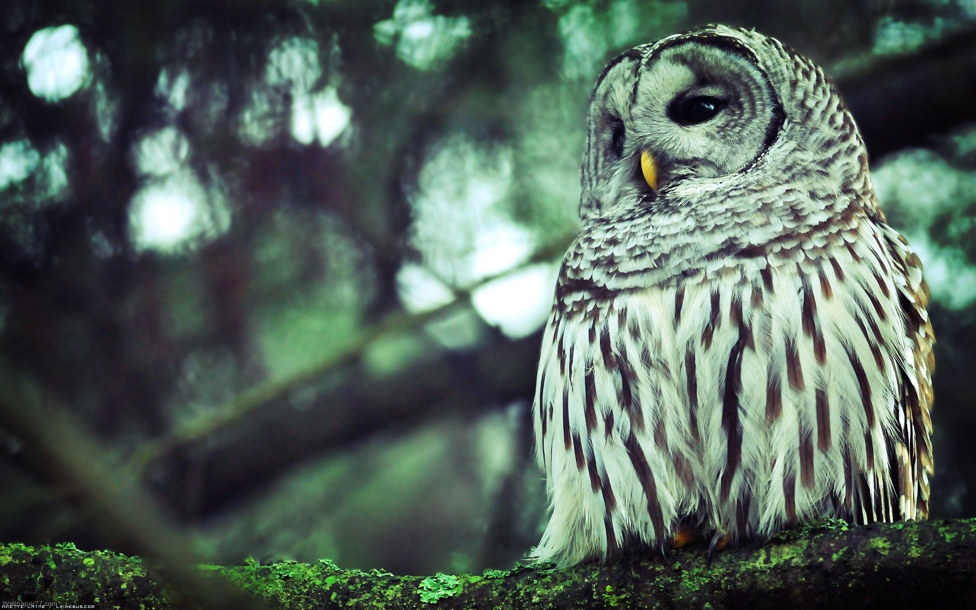 Más de 25 fondos de pantalla de Owl, Fondos, Imágenes, Imágenes | Tendencias de diseño