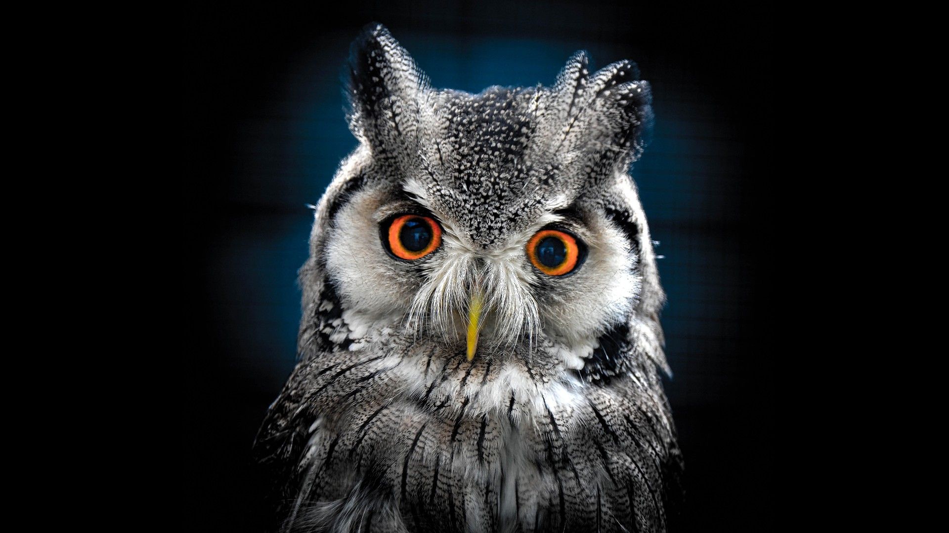 Owl Wallpaper Best Wallpaper Hd para escritorio