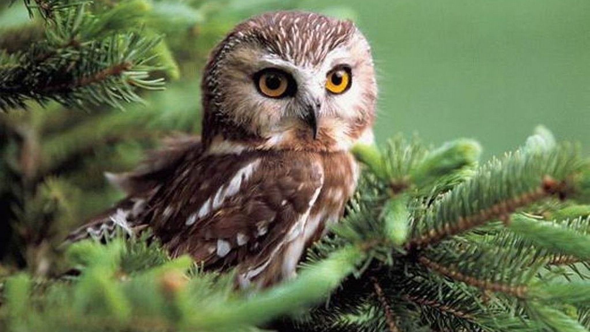 Owl Wallpaper 2 | 2019 Live Wallpaper HD