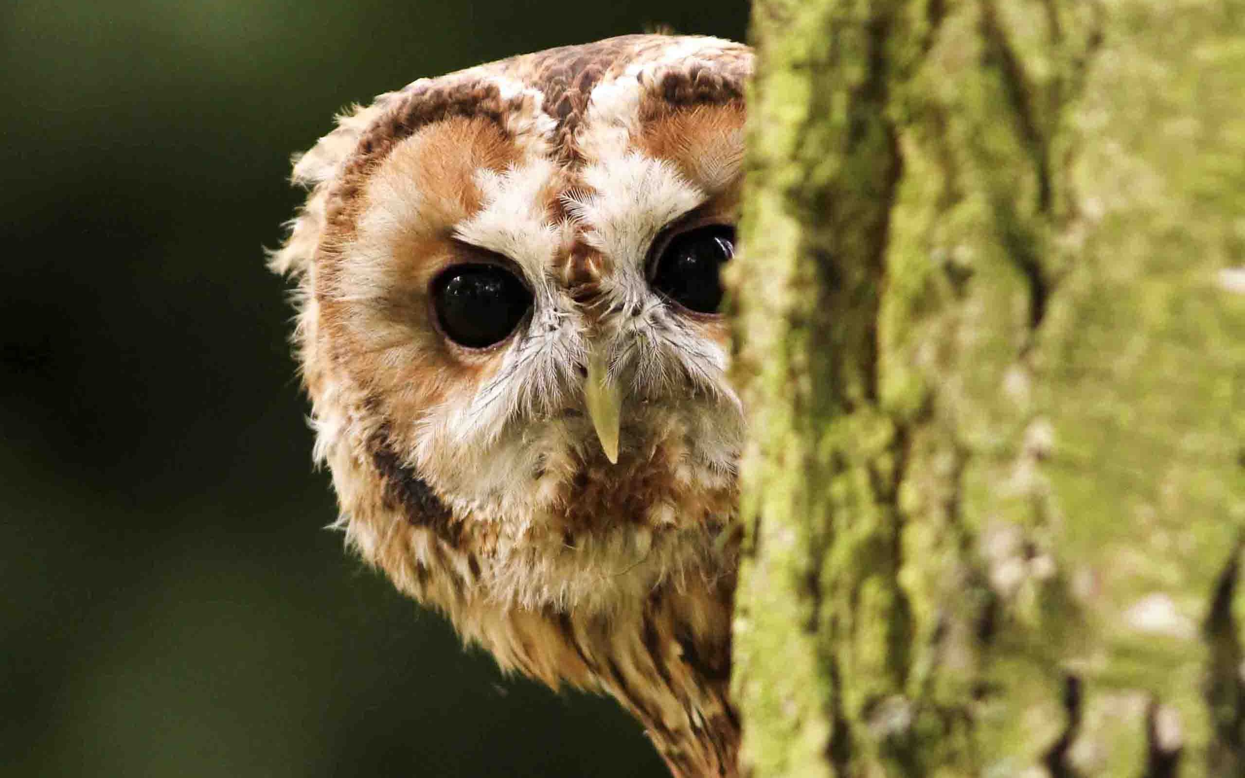 Barred Owl Wallpaper 9 - 2560 X 1600 | stmed.net