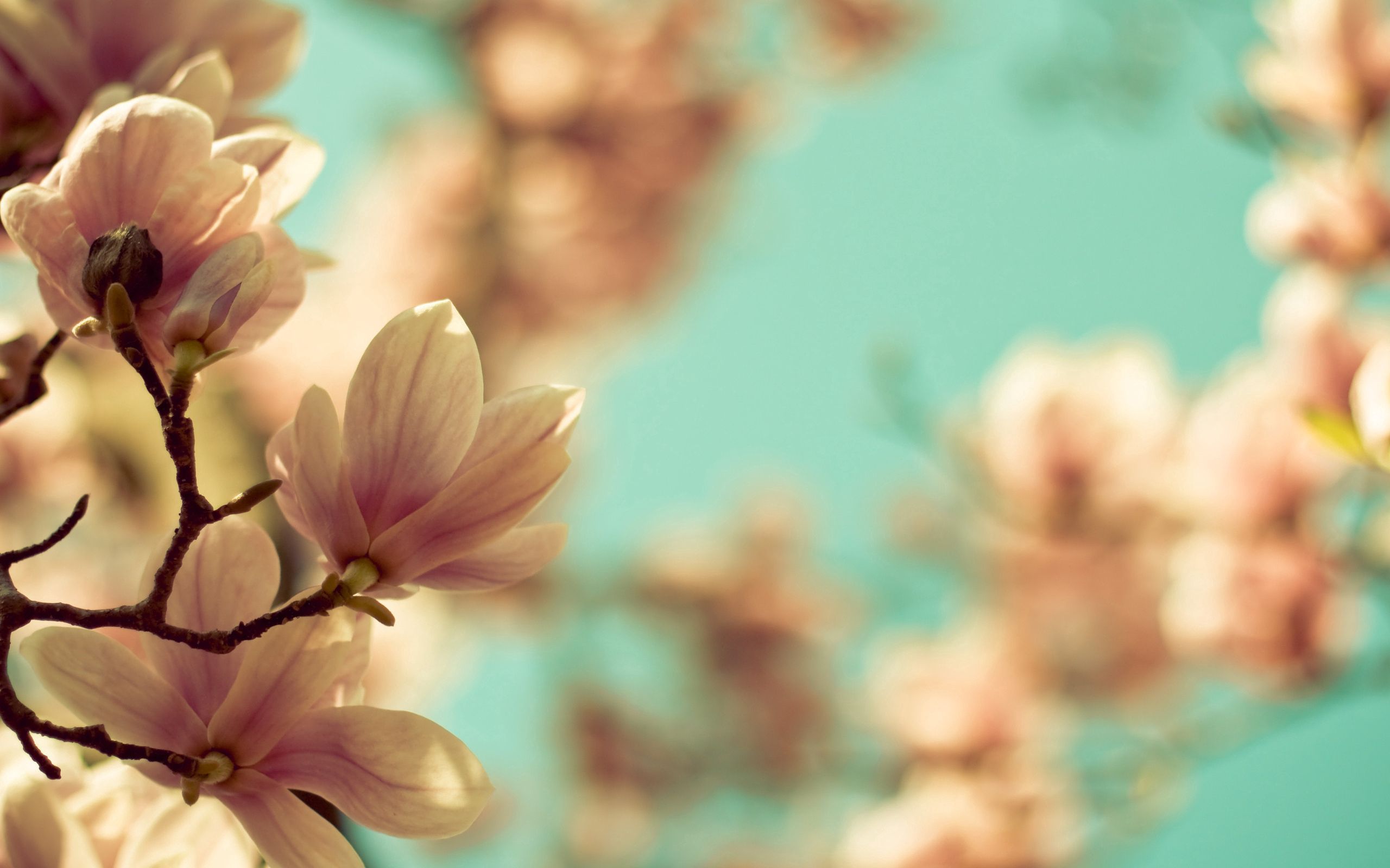Fondo de pantalla   2560x1600