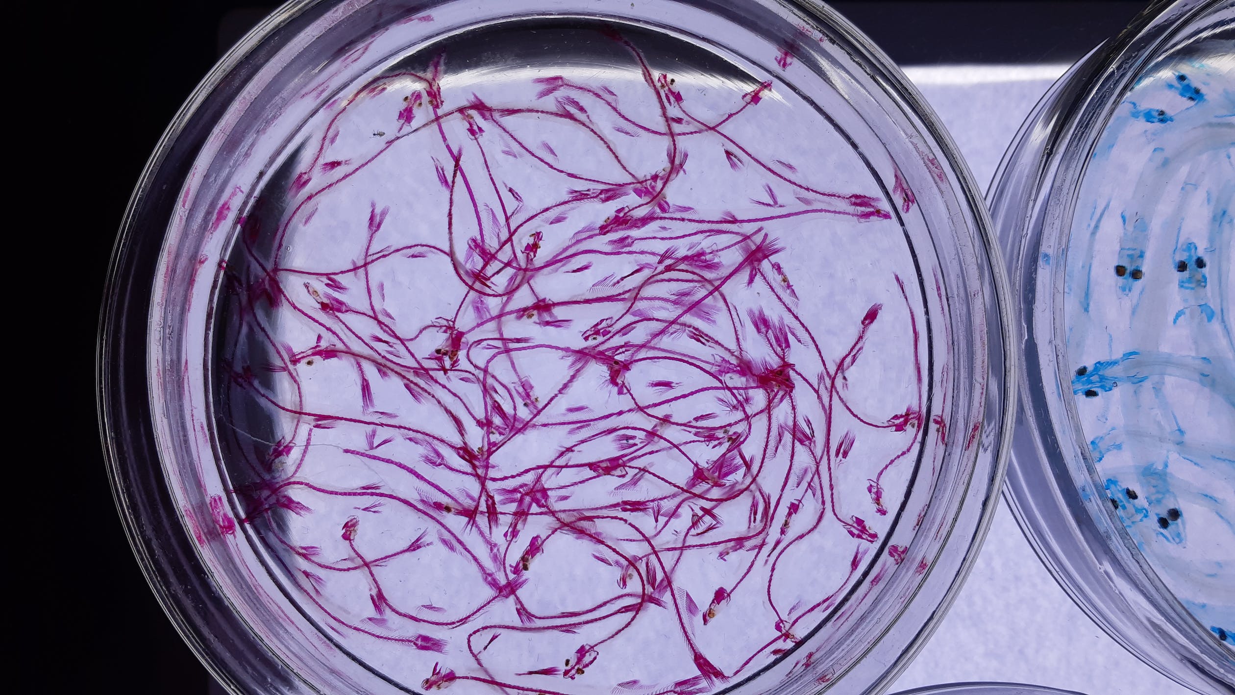 Fondo de pantalla de  2520x1418