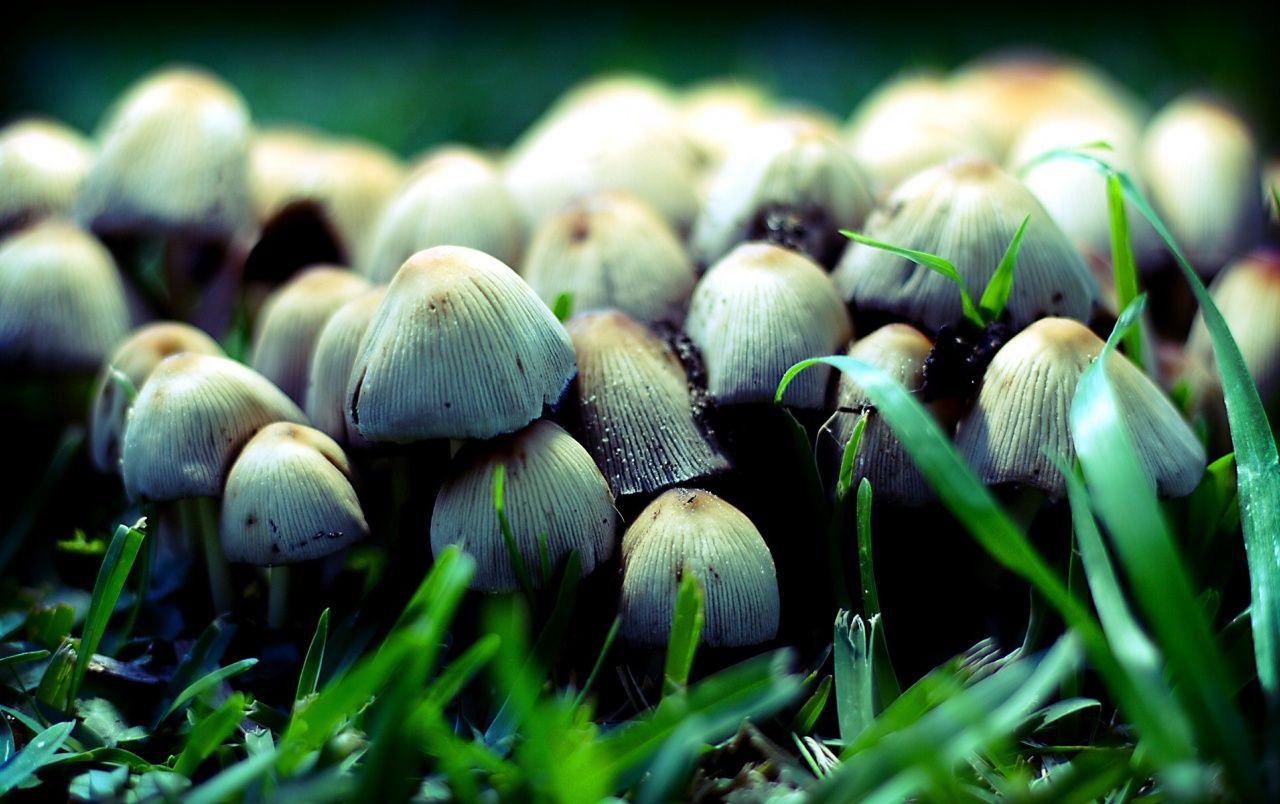 Fondo de pantalla de  1280x804