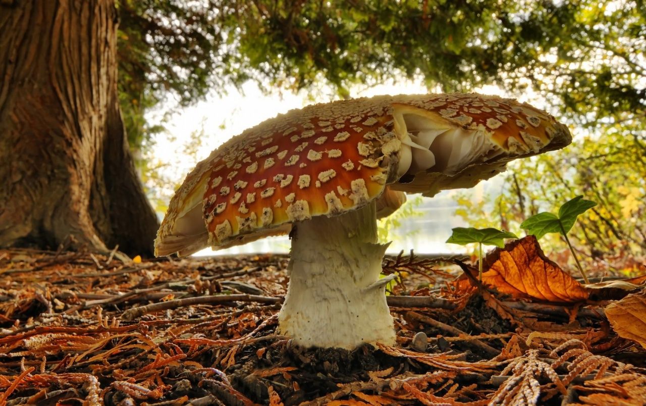 Fondo de pantalla de  1280x804