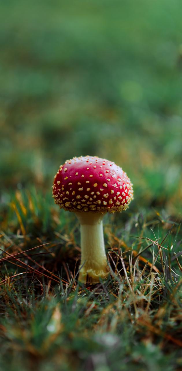 Fondo de pantalla de  630x1280