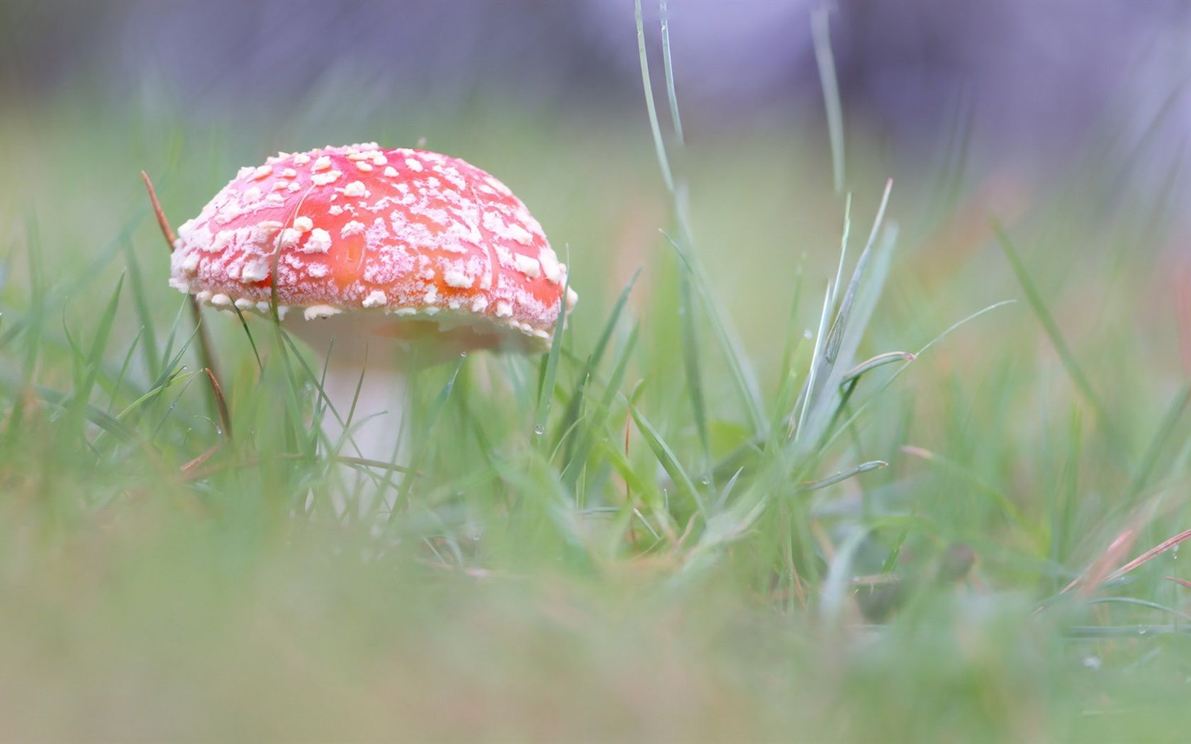 Fondo de pantalla de  1680x1050