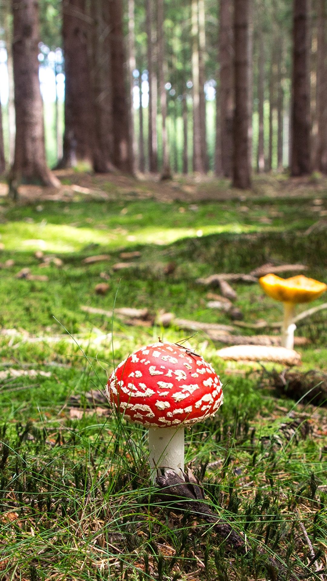 Fondo de pantalla de  1080x1920